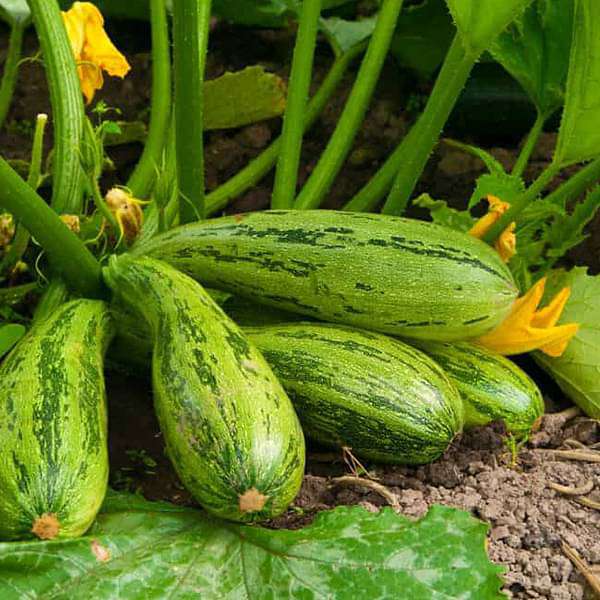 Squash Long Green Vegetable Seeds